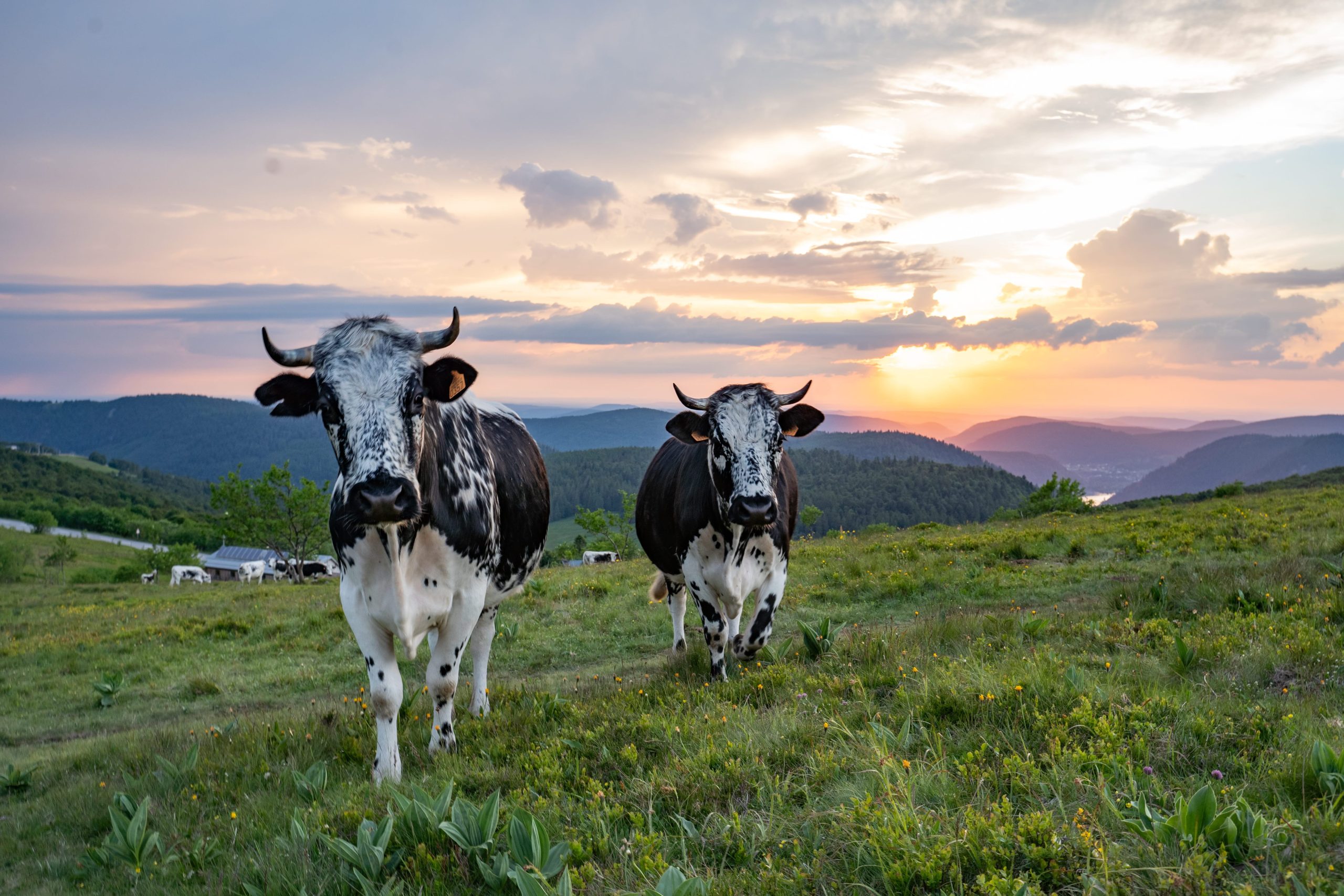 Vaches sur les hauteurs du Hohneck au coucher de soleil