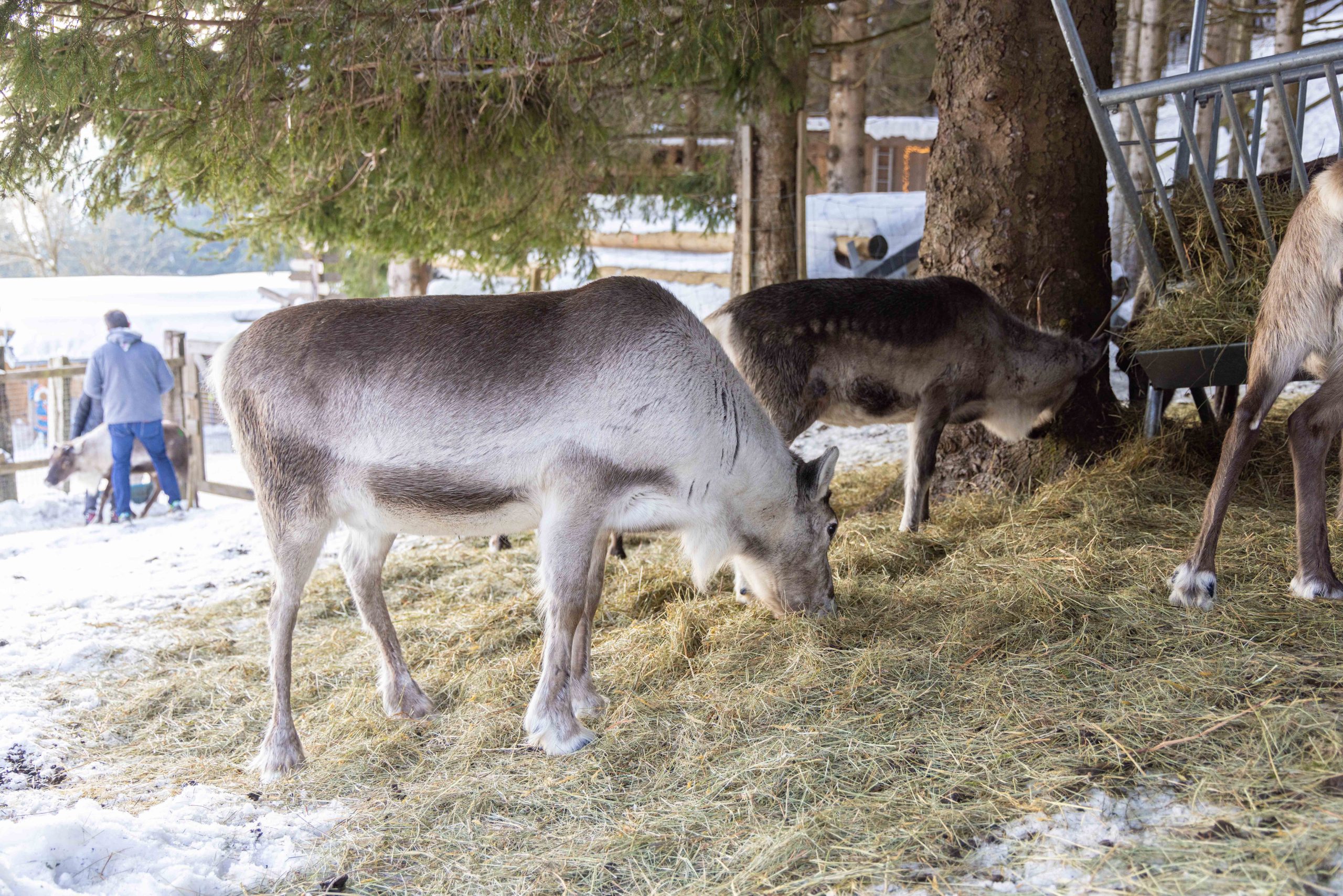 Renne qui mange de la paille à la Ferme aux Rennes à Stosswihr