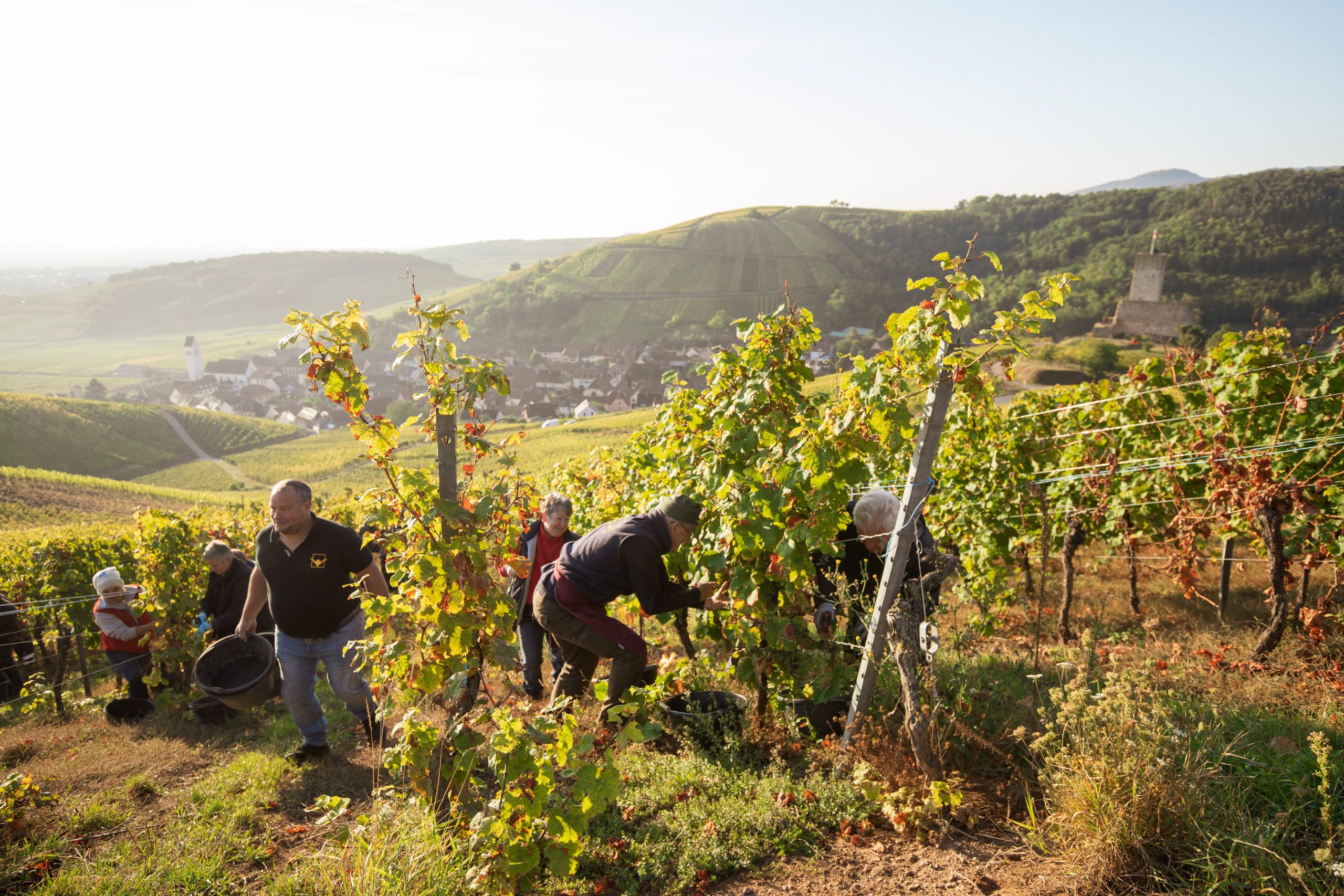 Vendanges en automne dans les vignes au dessus de Katzenthal
